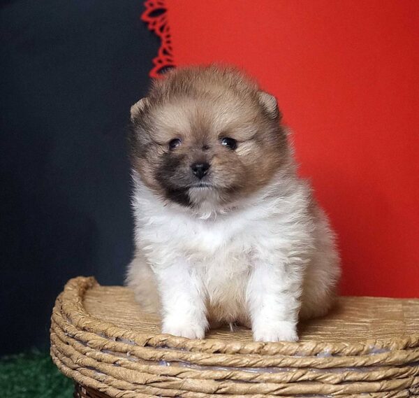 Kiko Pomeranian Kiko Pomeranian