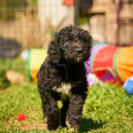 Kito-male-barbet-puppy-for-sale- (1)