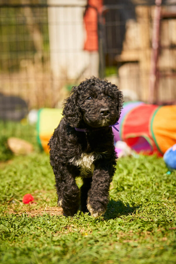 Kito Barbet Kito Barbet