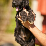 Kito-male-barbet-puppy-for-sale- (2)