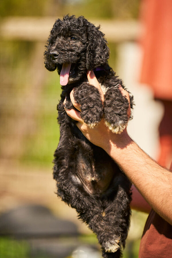 Kito Barbet Kito Barbet