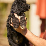 Kito-male-barbet-puppy-for-sale- (3)