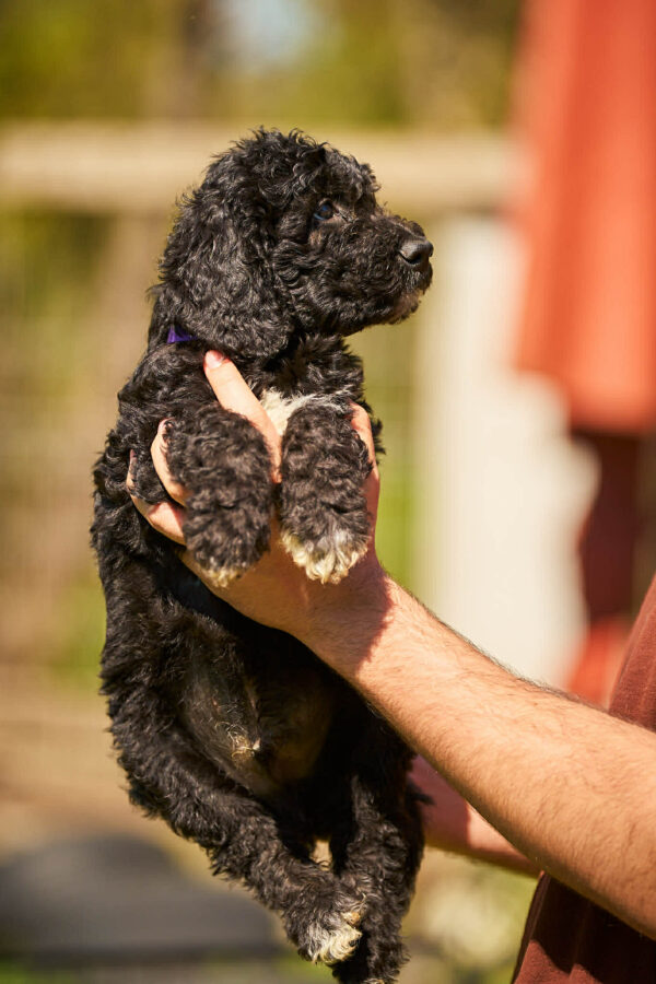 Kito Barbet Kito Barbet