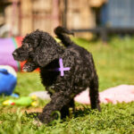 Kito-male-barbet-puppy-for-sale- (4)