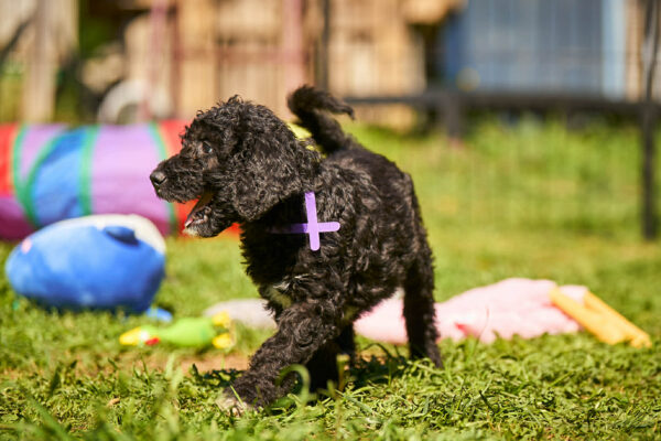Kito Barbet Kito Barbet
