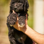 Kito-male-barbet-puppy-for-sale- (5)