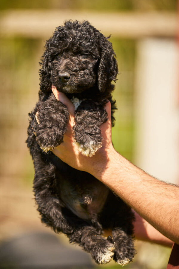 Kito Barbet Kito Barbet