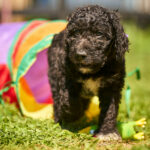 Kito-male-barbet-puppy-for-sale- (6)