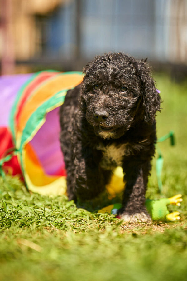 Kito Barbet Kito Barbet