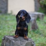 Kitty-female-miniature-dachshund-puppy-for-sale- (1)