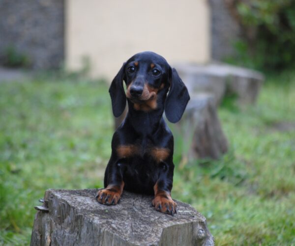 Kitty Miniature Dachshund Kitty Miniature Dachshund