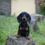 Kitty-female-miniature-dachshund-puppy-for-sale- (2)