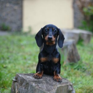 Kitty Miniature Dachshund Kitty Miniature Dachshund