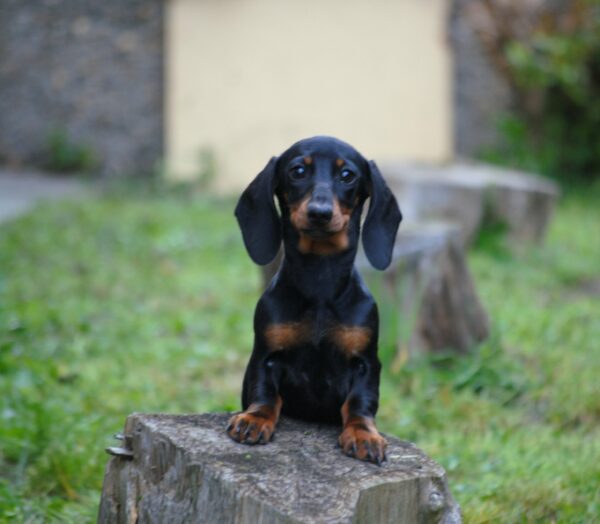 Kitty Miniature Dachshund Kitty Miniature Dachshund