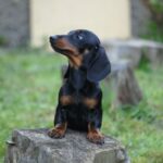 Kitty-female-miniature-dachshund-puppy-for-sale- (3)