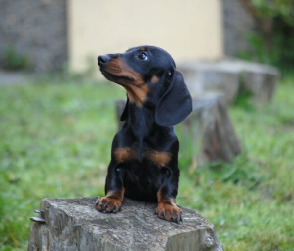 Kitty Miniature Dachshund Kitty Miniature Dachshund