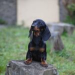 Kitty-female-miniature-dachshund-puppy-for-sale- (4)