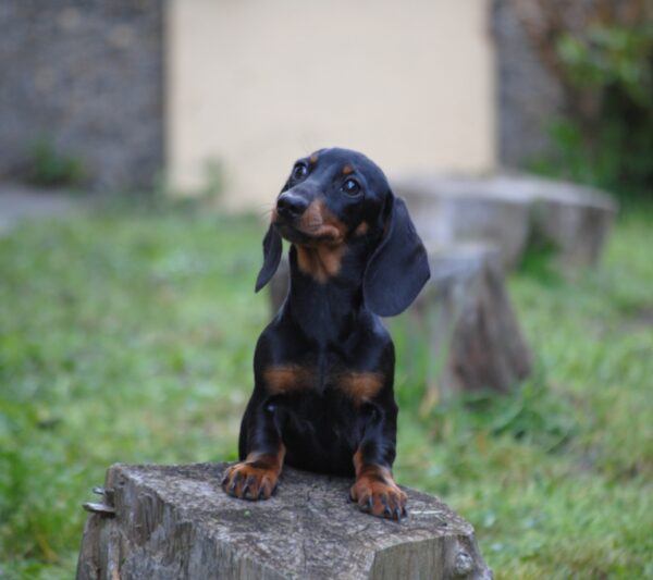 Kitty Miniature Dachshund Kitty Miniature Dachshund