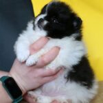 Korro-male-Pomeranian puppy-for-sale-1