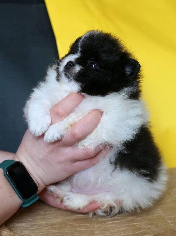 Korro Pomeranian Korro Pomeranian