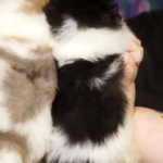 Korro-male-Pomeranian puppy-for-sale-2
