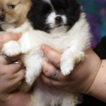Korro-male-Pomeranian puppy-for-sale-3