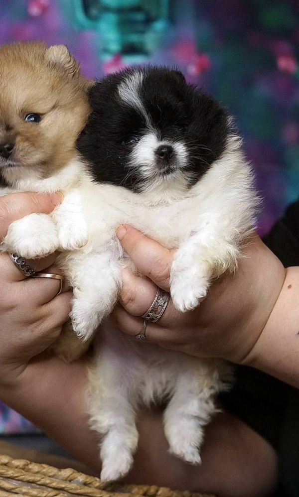 Korro Pomeranian Korro Pomeranian