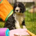 Kuma-male-barbet-puppy-for-sale- (1)