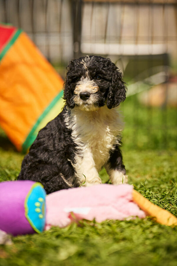 Kuma Barbet Kuma Barbet