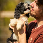 Kuma-male-barbet-puppy-for-sale- (2)