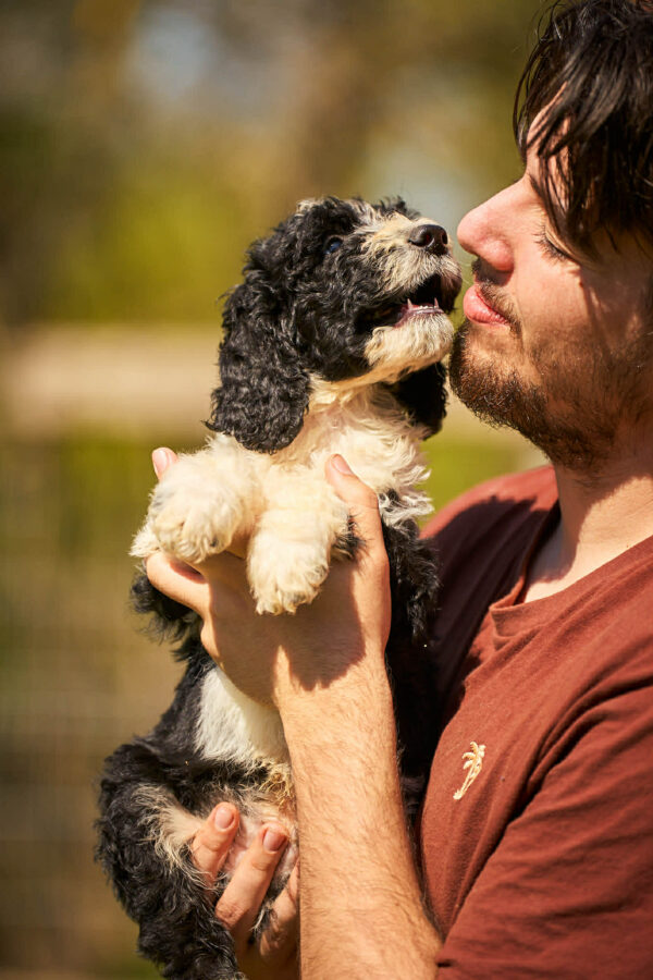 Kuma Barbet Kuma Barbet