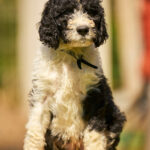 Kuma-male-barbet-puppy-for-sale- (3)