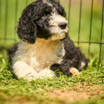 Kuma-male-barbet-puppy-for-sale- (4)