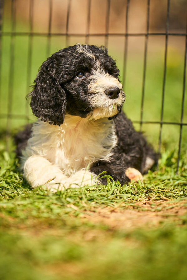 Kuma Barbet Kuma Barbet