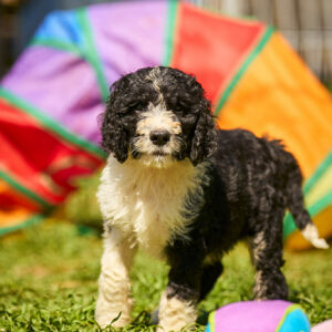 Kuma Barbet Kuma Barbet
