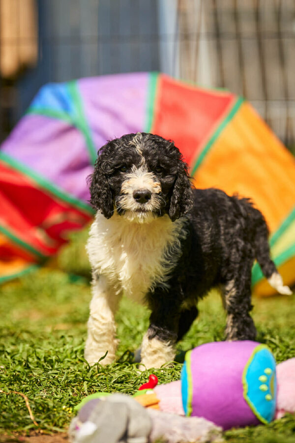 Kuma Barbet Kuma Barbet