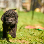 Kurt-male-barbet-puppy-for-sale- (1)