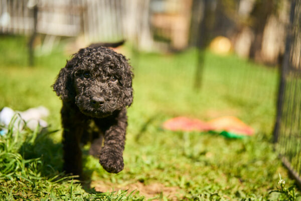 Kurt Barbet Kurt Barbet