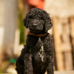Kurt-male-barbet-puppy-for-sale- (2)