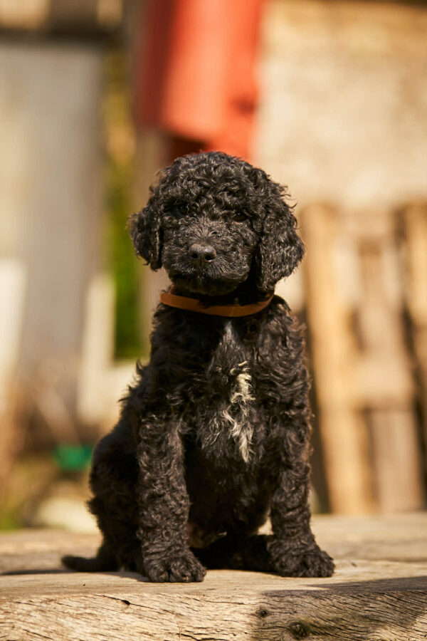 Kurt Barbet Kurt Barbet