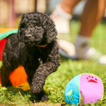 Kurt-male-barbet-puppy-for-sale- (3)