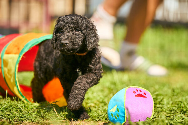 Kurt Barbet Kurt Barbet