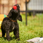 Kurt-male-barbet-puppy-for-sale- (4)