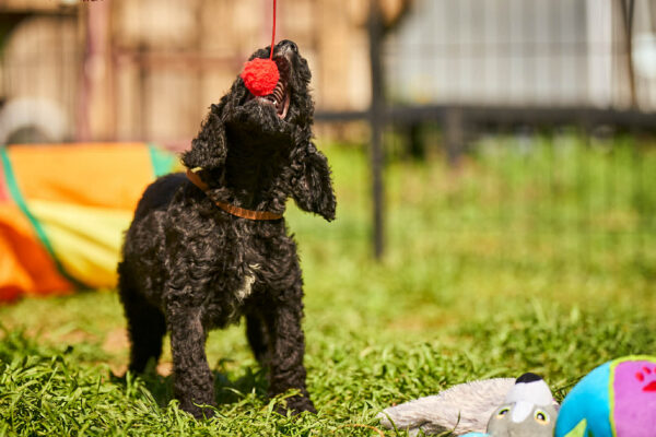 Kurt Barbet Kurt Barbet