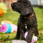 Kurt-male-barbet-puppy-for-sale- (5)