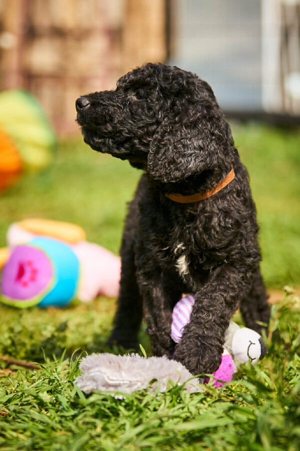 Kurt Barbet Kurt Barbet