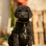 Kurt-male-barbet-puppy-for-sale- (6)