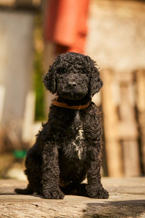 Kurt Barbet Kurt Barbet