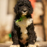Kyro-male-barbet-puppy-for-sale- (1)