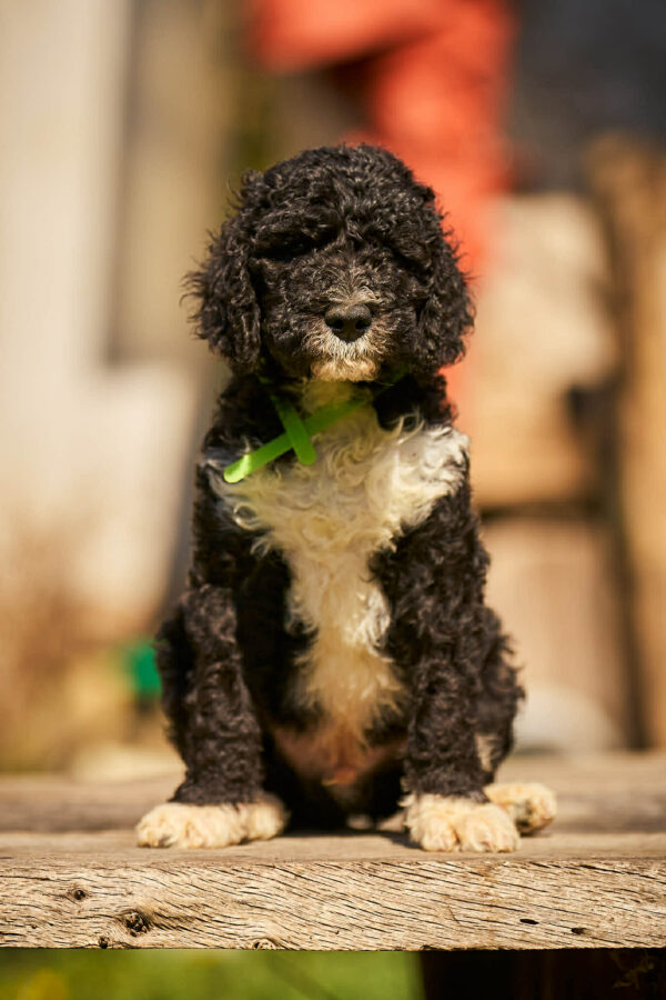 Kyro Barbet Kyro Barbet